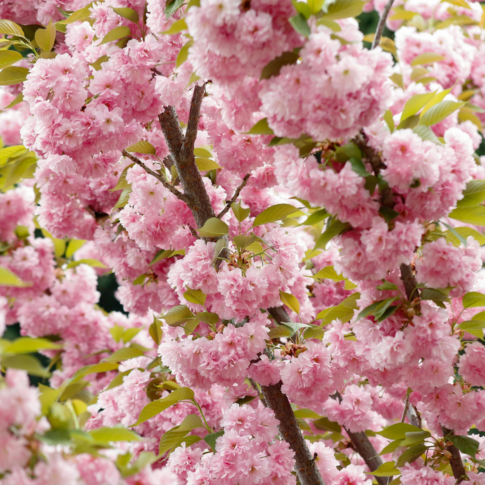 Les élixirs et l’abondance