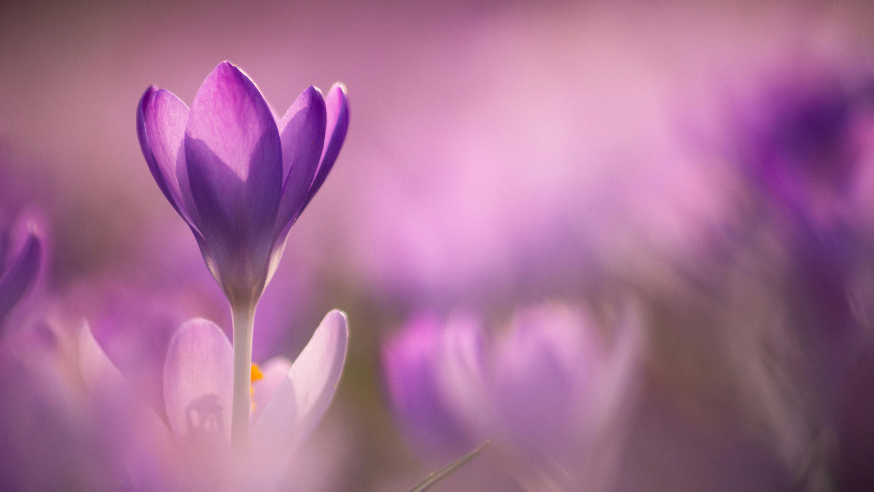 La promesse du printemps