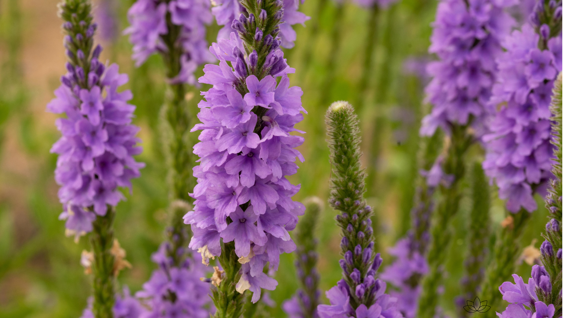 Comment utiliser les élixirs