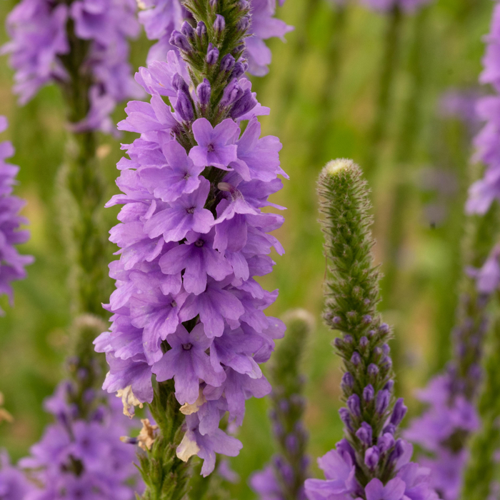 Comment utiliser les élixirs