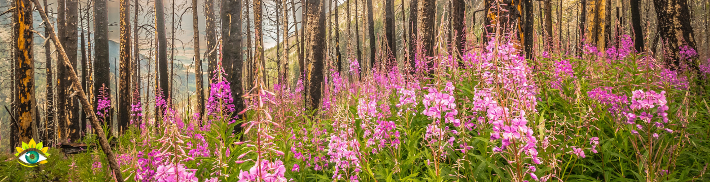 Les élixirs Fireweed d'Alaska