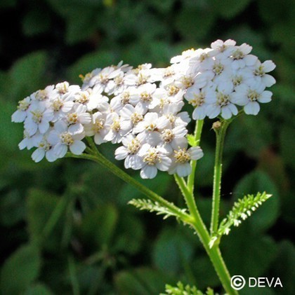 Laboratoires Deva - Elixirs floraux