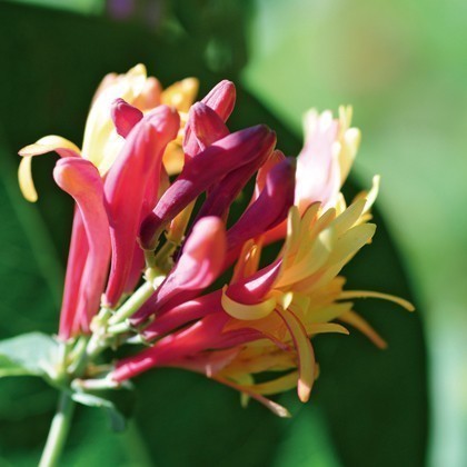 Laboratoires Deva - Fleurs de Bach