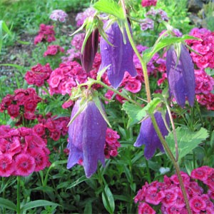 Green Hope Farm - Complexes