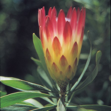 South African - Elixirs floraux