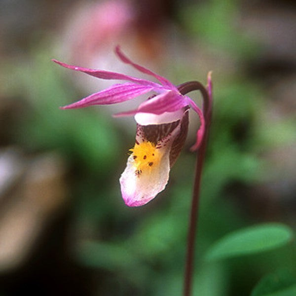 Alaskan - Elixirs floraux en recherche