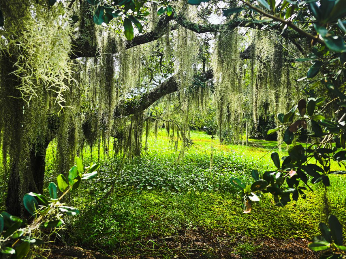 South African - Alchemical Range