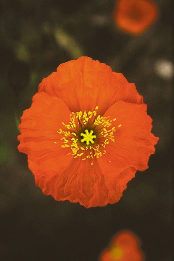 Icelandic Poppy