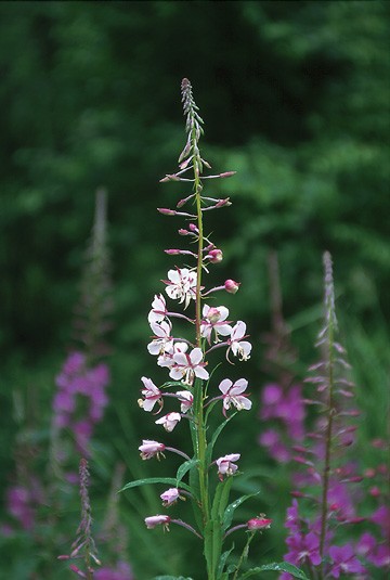 White Fireweed — Fleurs de Vie - The Flower Essence Company