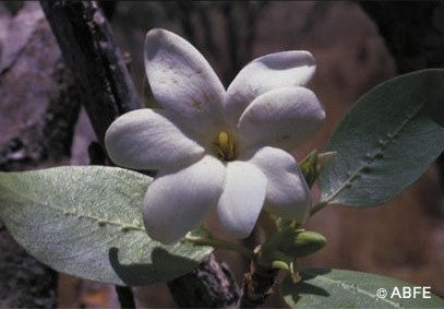 Bush Gardenia