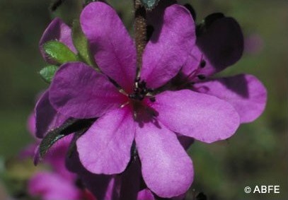 Dog Rose of the Wild Forces