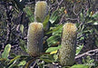 Old Man Banksia Australian Bush Flower Essences élixir floral