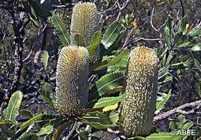 Old Man Banksia Australian Bush Flower Essences élixir floral