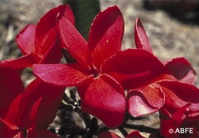 Red Suva Frangipani