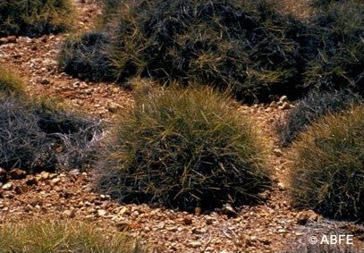 Spinifex