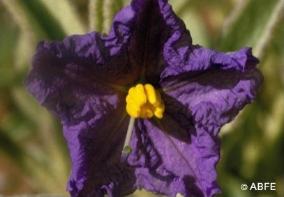 Wild Potato Bush