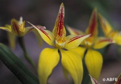 Yellow Cowslip Orchid