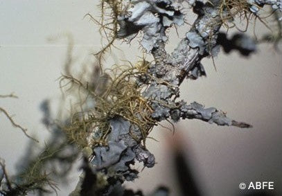 Lichen