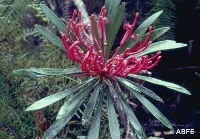 Monga Waratah