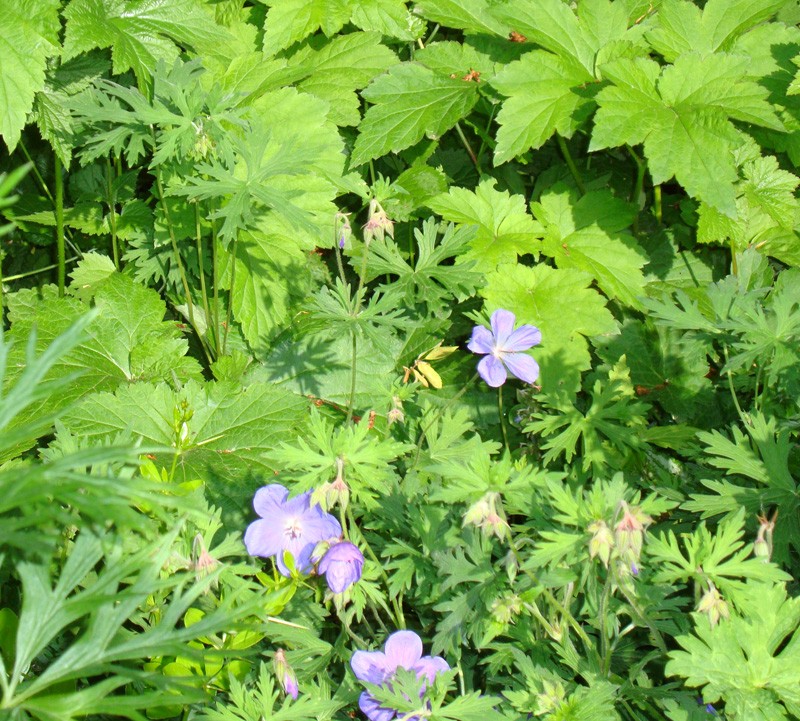 S’intégrer - integration