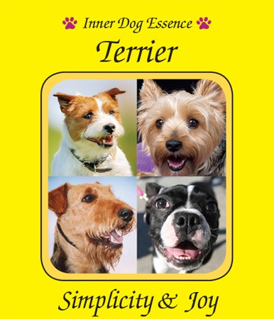 Terrier