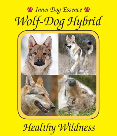 Wolf-Dog Hybrid