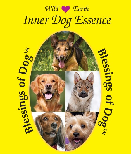 Blessings of Dog