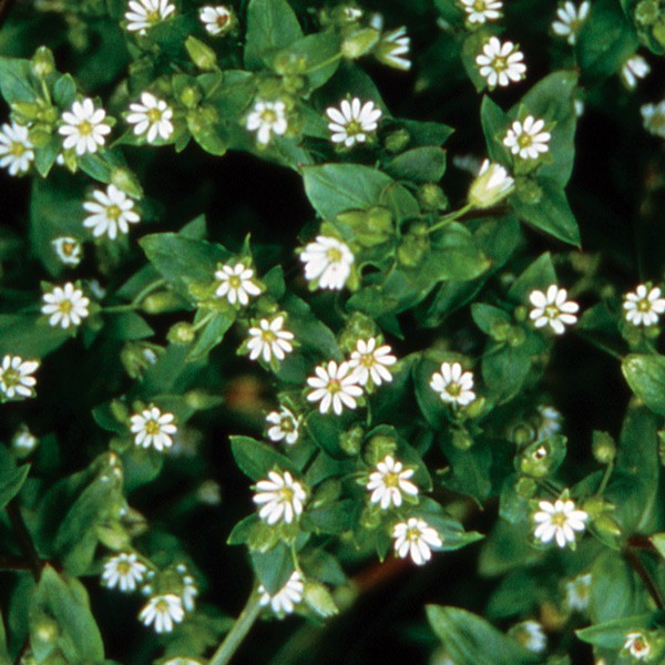 Chickweed