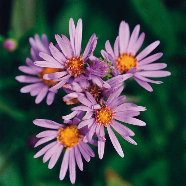 Douglas Aster - Aster de Douglas