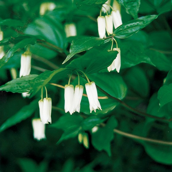 Fairy-Bell