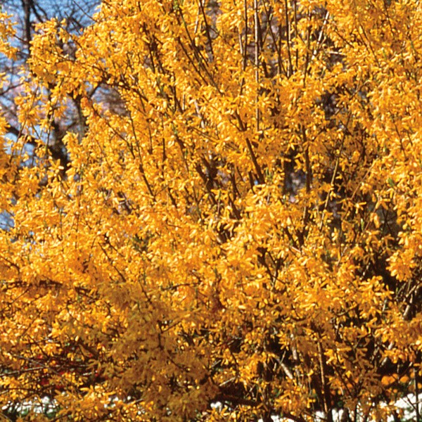 Forsythia