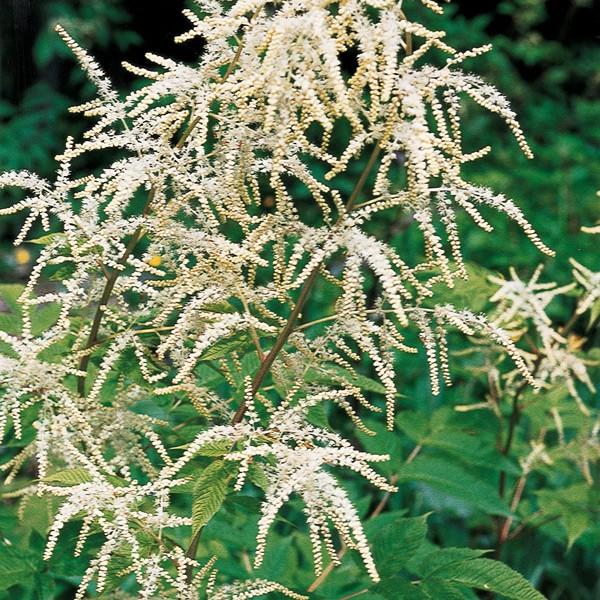 Goatsbeard - Barbe-de-bouc