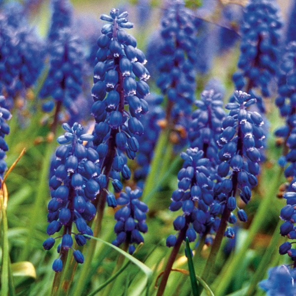 Grape Hyacinth - muscari à grappe