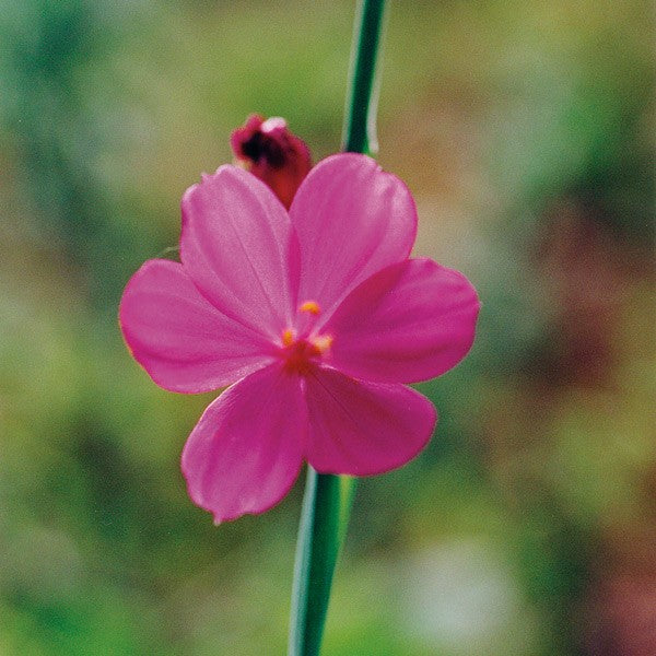 Grass Widow - Herbe veuve de Douglas