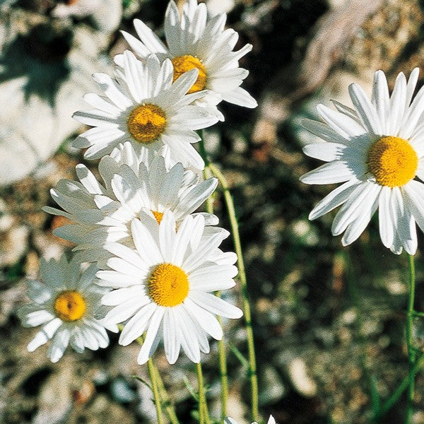 Ox-eye Daisy