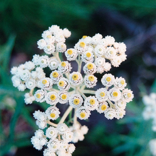 Pearly Everlasting - Immortelle d'argent
