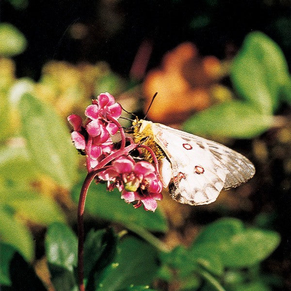 Pipsissewa - Chimaphile à ombelles