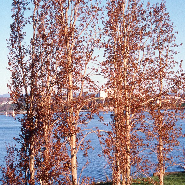Poplar - Peuplier