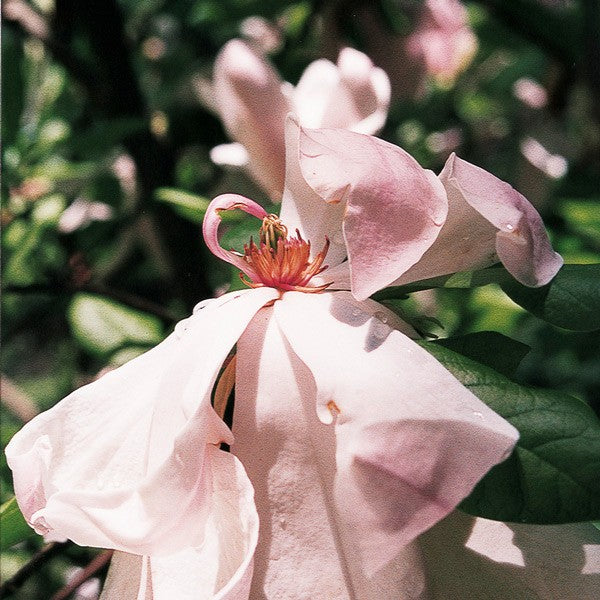 Purple Magnolia - Magnolia de Soulange