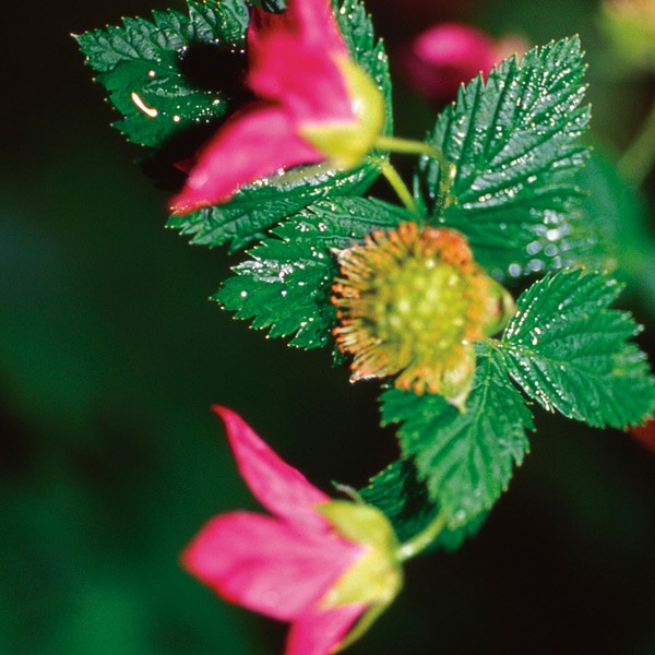 Salmonberry - Ronce remarquable