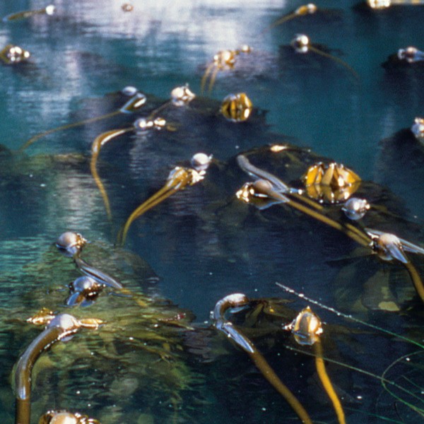 Brown kelp
