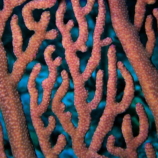 Coral - Corail