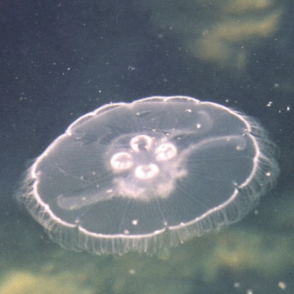 Jellyfish - Méduse