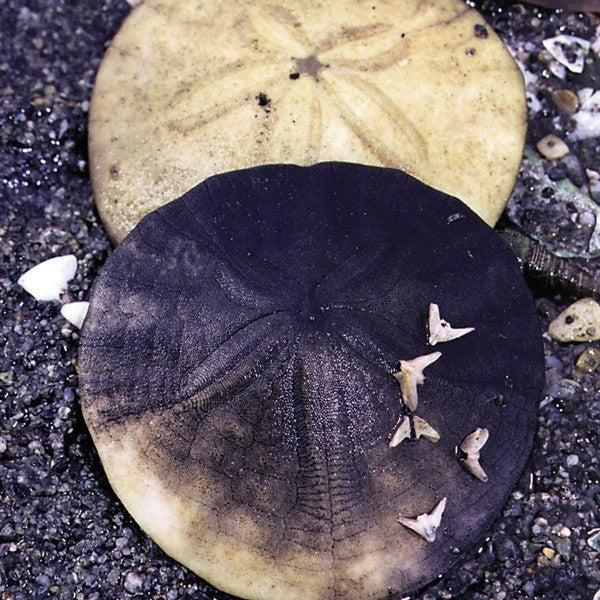 Sand Dollar