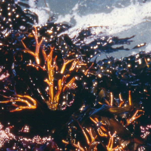 Staghorn Algae