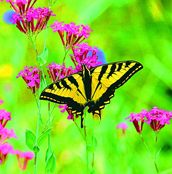 Butterfly - Papillon