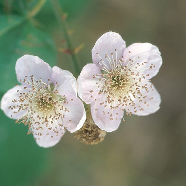 Blackberry