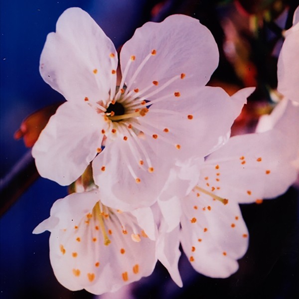 Cherry - cerise