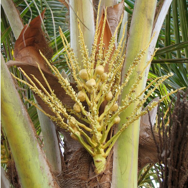 Coconut - noix de coco