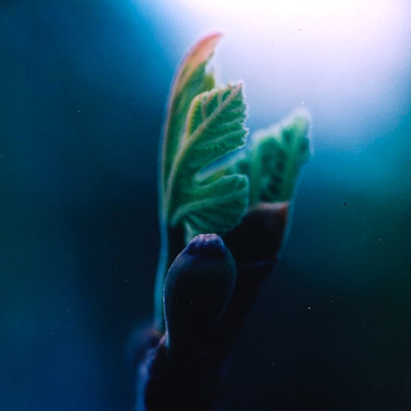 Fig
